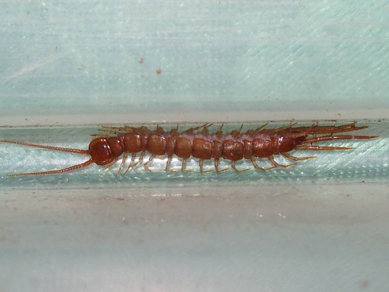 Cento piedi (Lithobius) e due grosse mandibole!